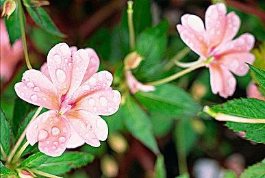 《波斯王子：失落的王冠》发行后内容路线图公布